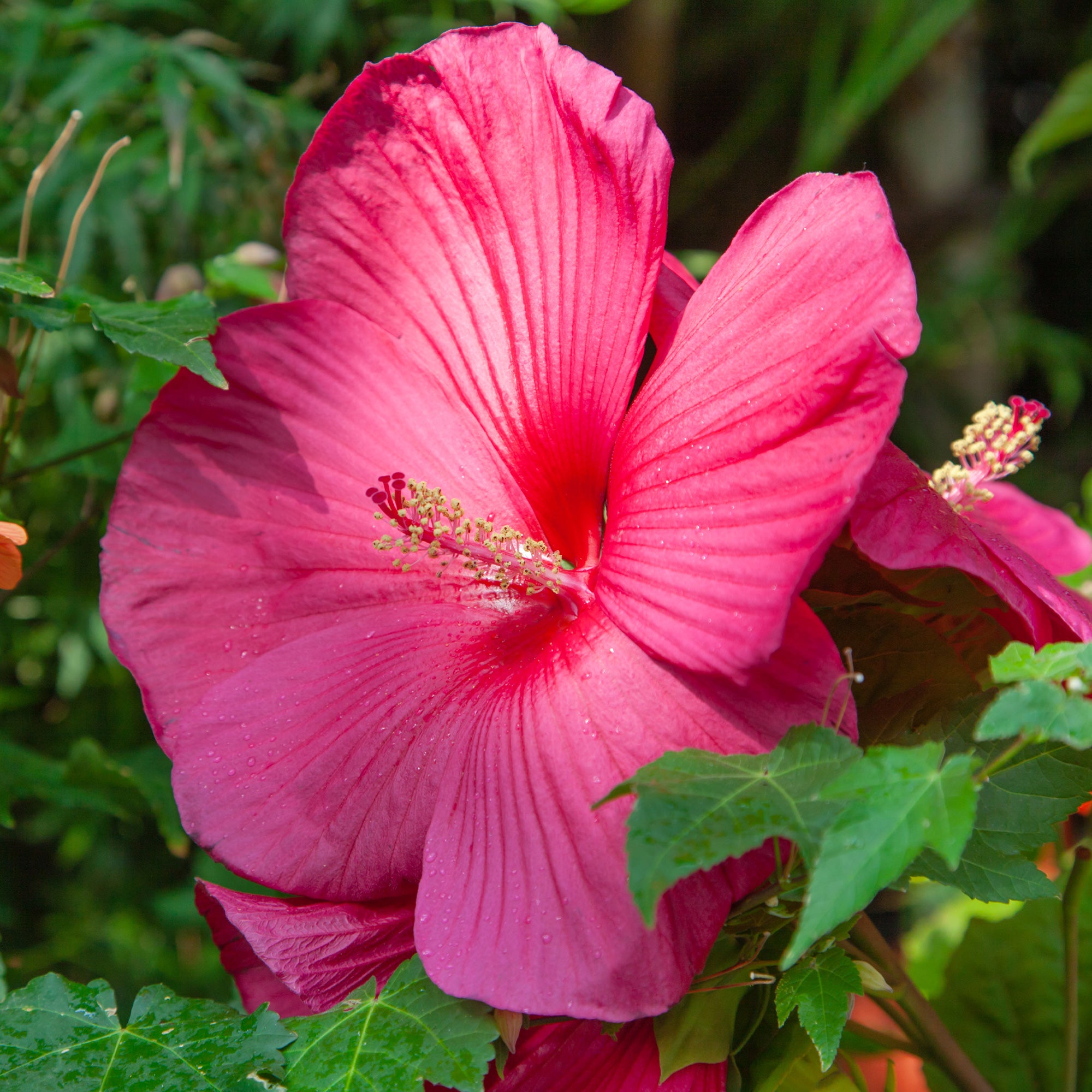 Sitemapcdatahttpsmodeinf Inetcombouturer Hibiscus Des Marais
