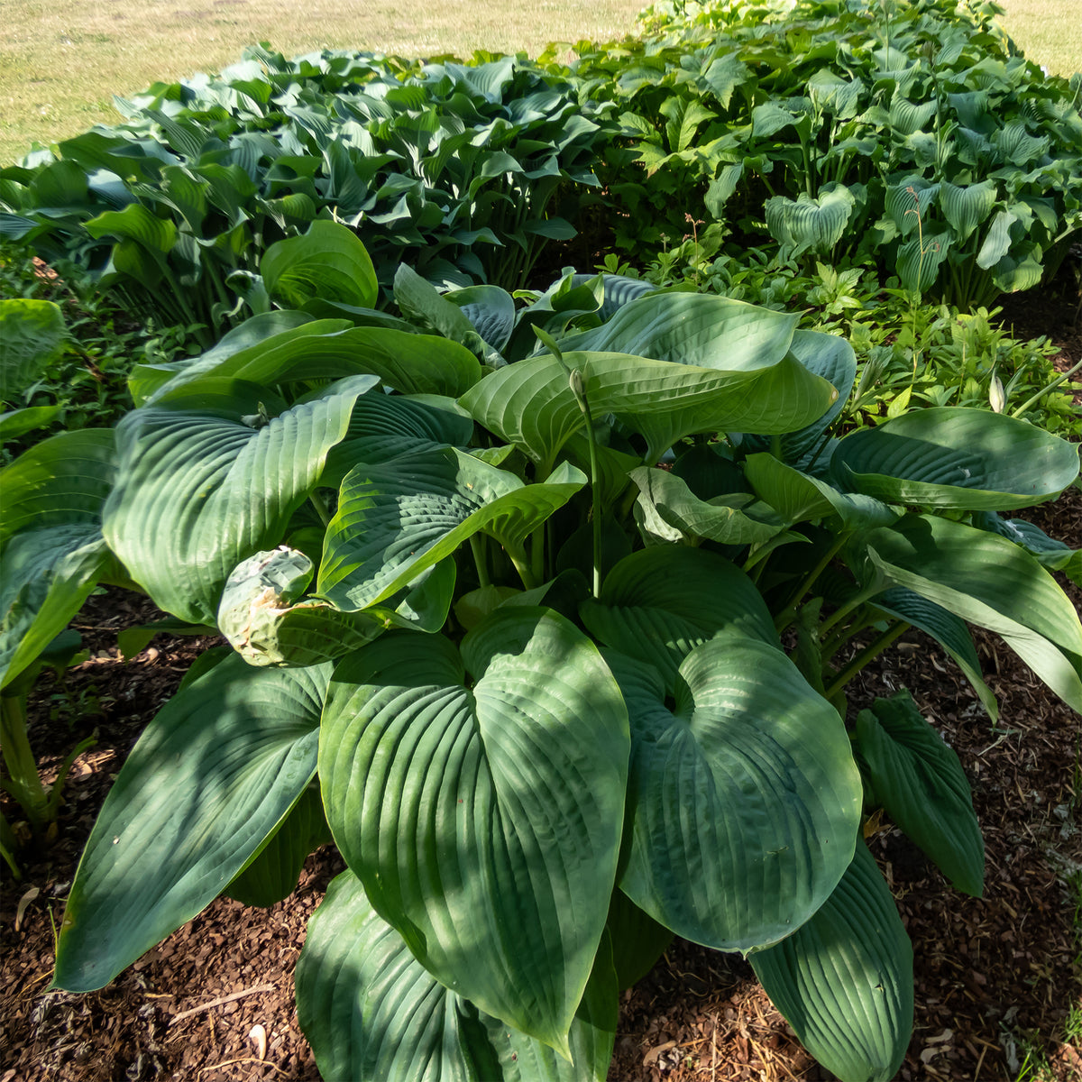 Hosta Empress Wu - Hosta Empress Wu - Willemse