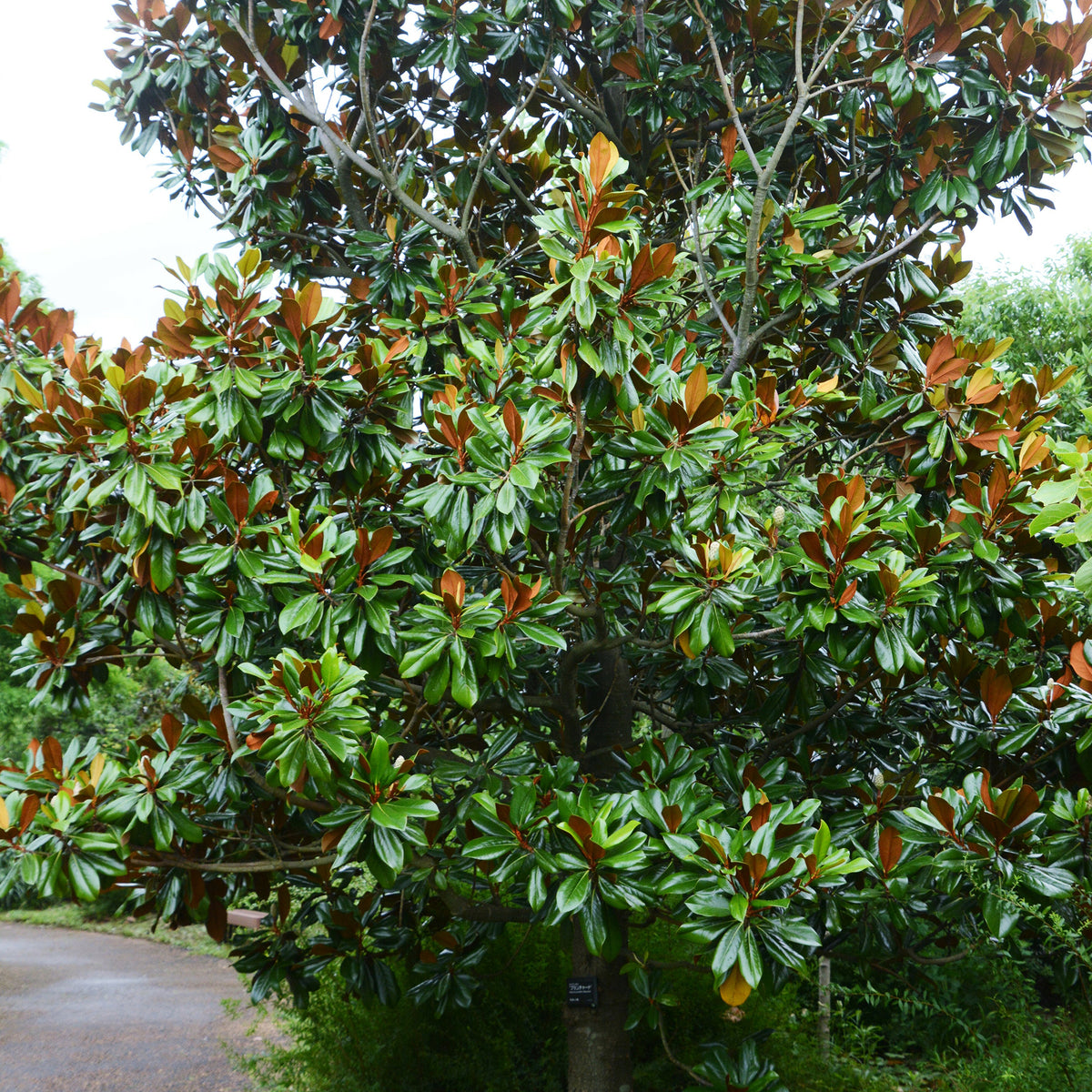 Magnolia grandiflora Alta - Magnolia grandiflora Alta - Willemse