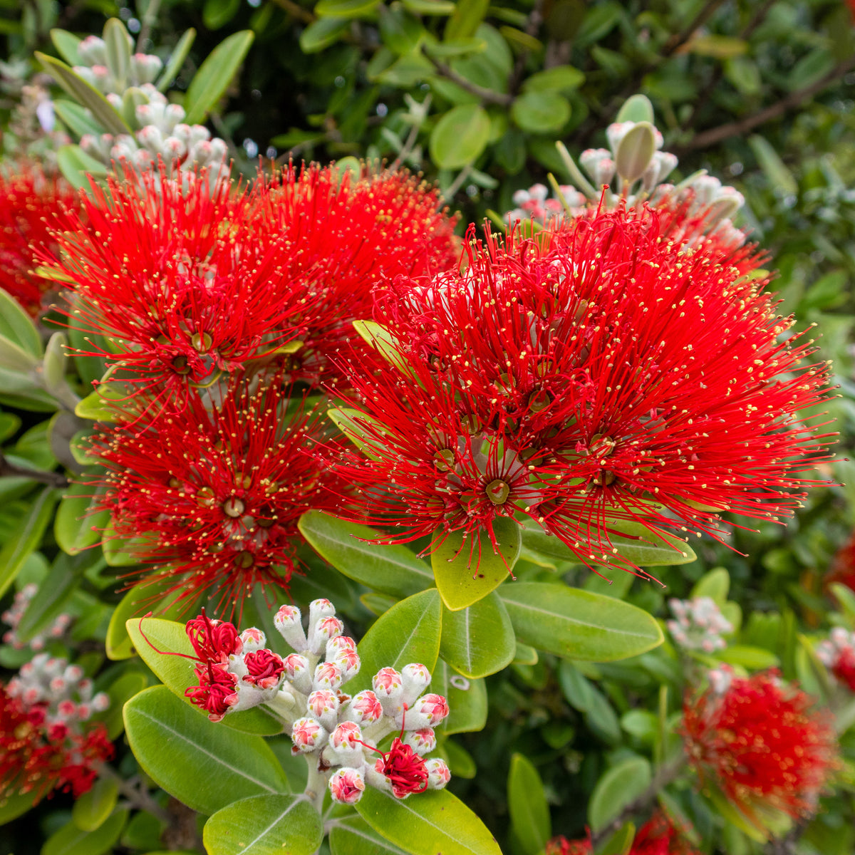 Pohutukawa - Metrosideros excelsa - Metrosideros excelsa - Willemse