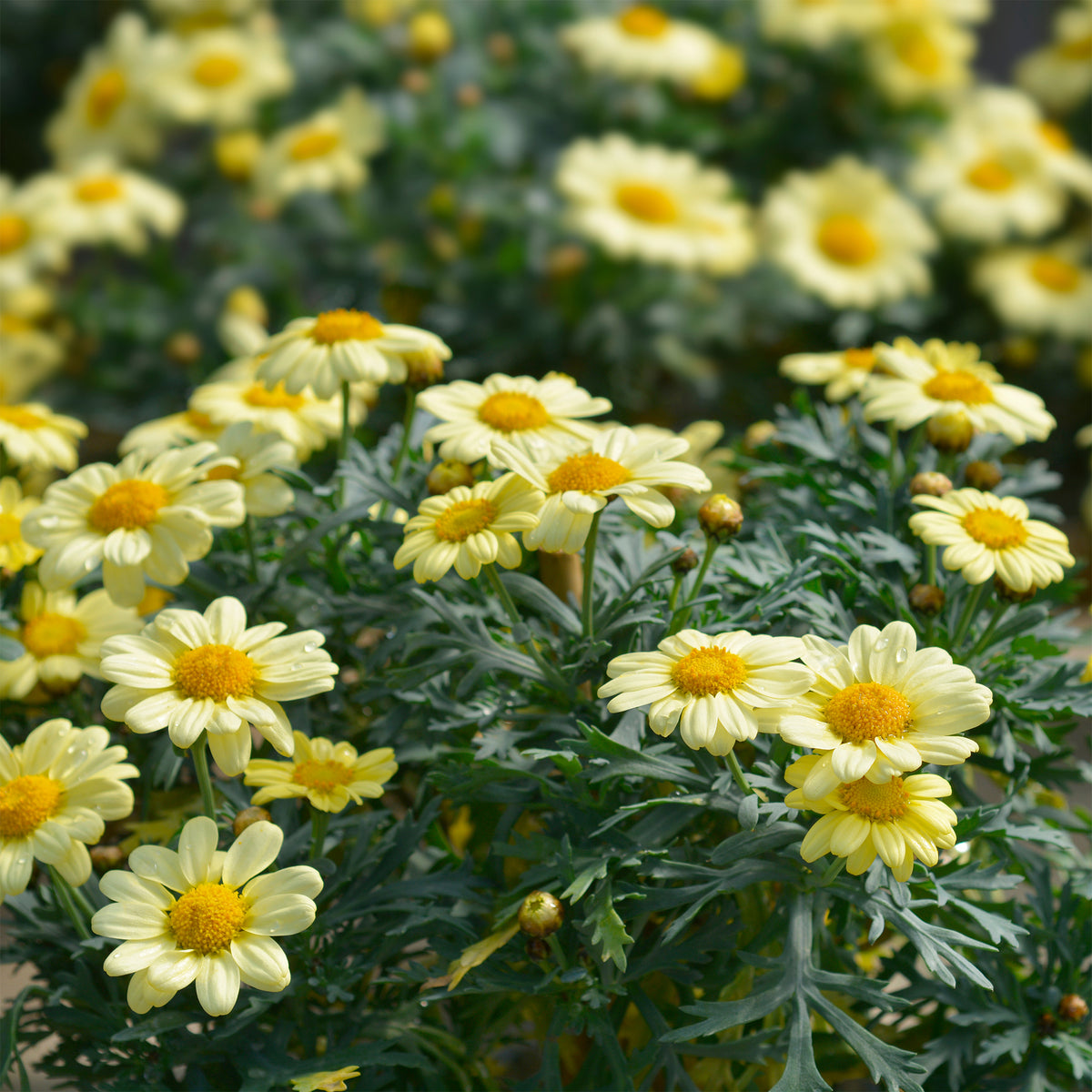 Argyranthemum Grandaisy ® Gold - Argyranthemum Grandaisy ® Gold - Willemse