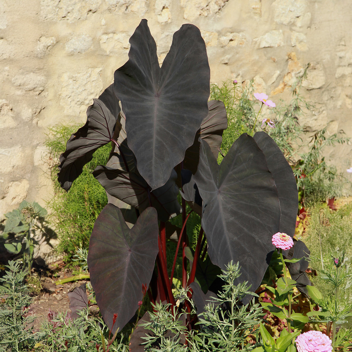 Colocasia Black Magic - Colocasia rubra Black Magic - Willemse