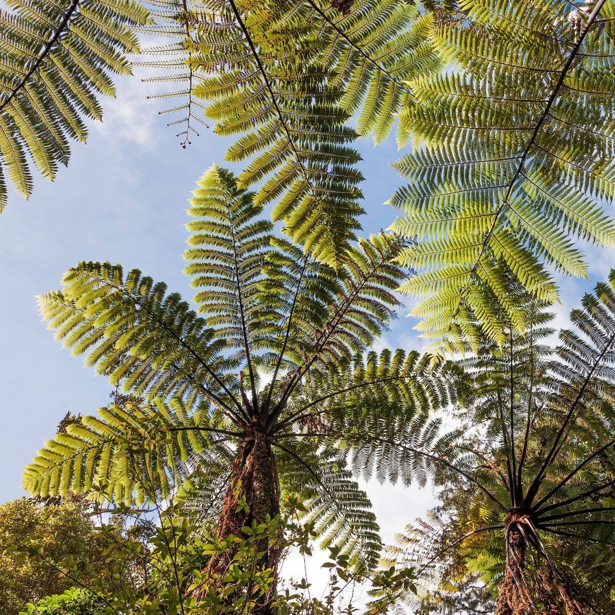 Fougère arborescente - Cyathea australis - Willemse