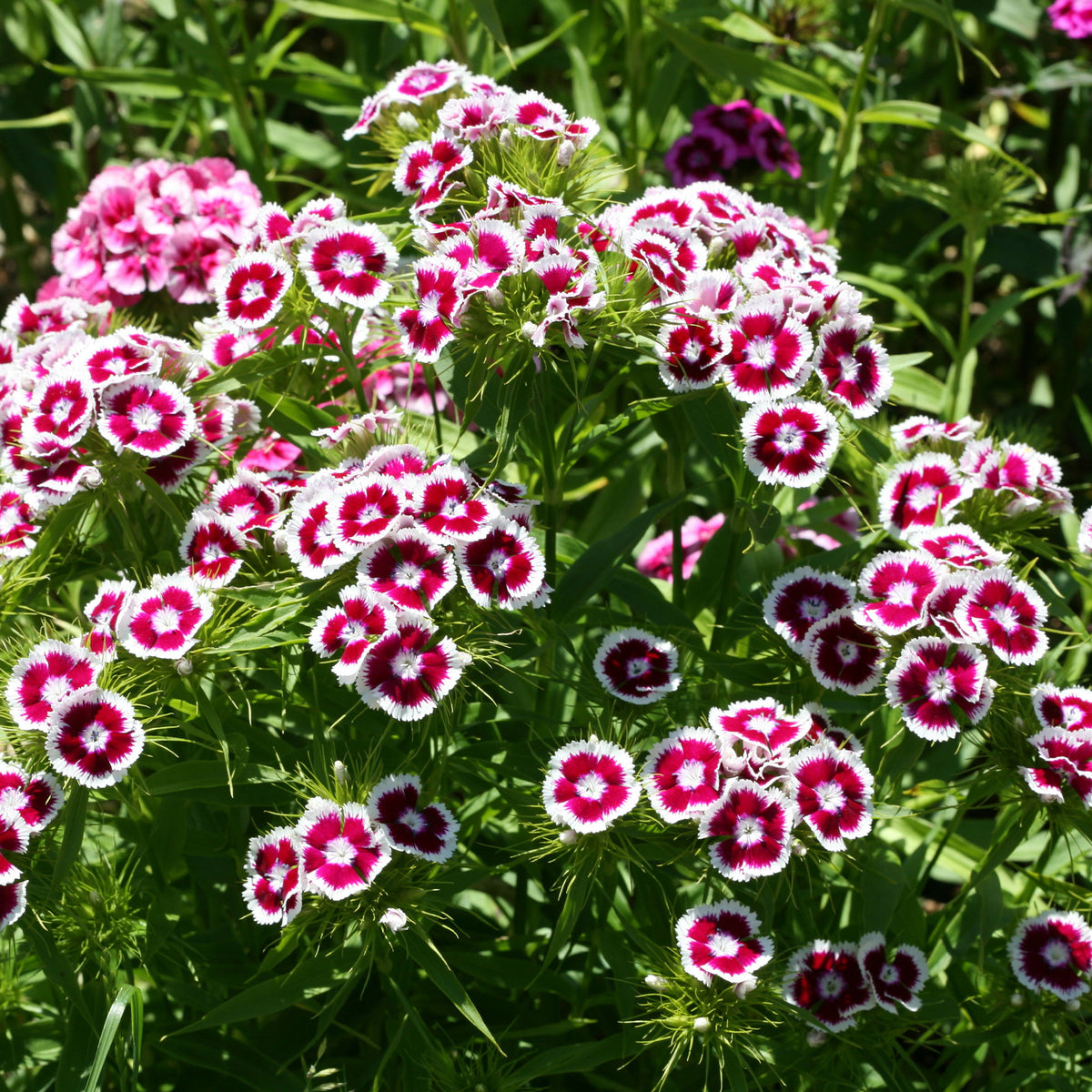 Œillet de poète Barbarini Purple Picotee - Dianthus barbatus Barbarini Purple Picotee - Willemse