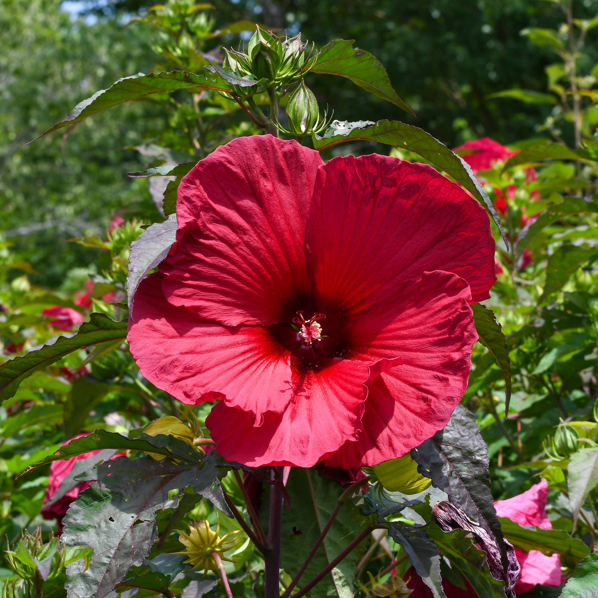 Sitemapcdatahttpscookniqoocombouturer Hibiscus Des Marais
