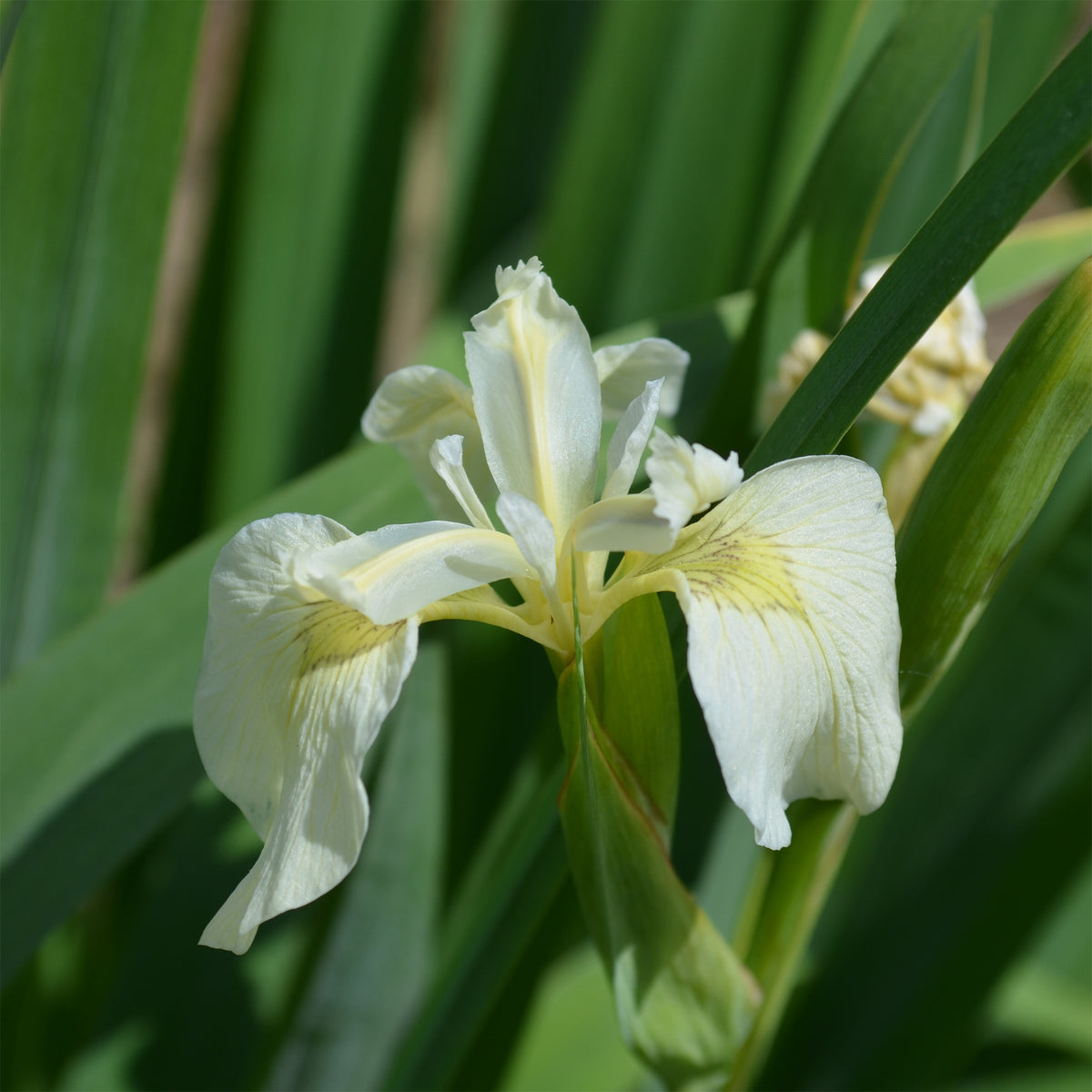 Iris des marais à fleurs blanches - Iris pseudacorus Alba - Willemse
