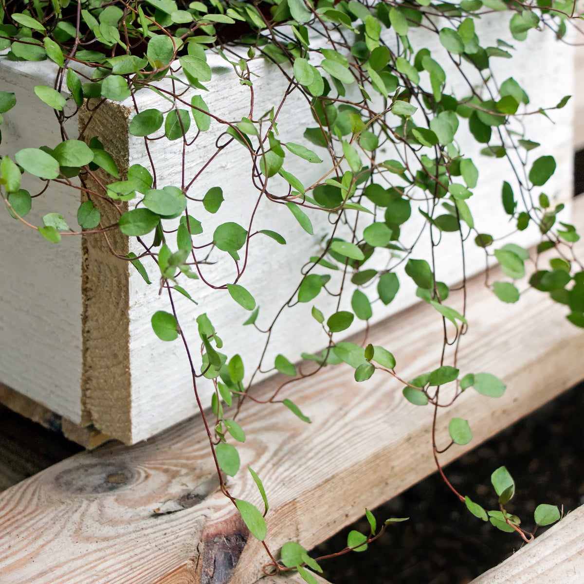 Muehlenbeckia complexa - Muehlenbeckia complexa - Willemse