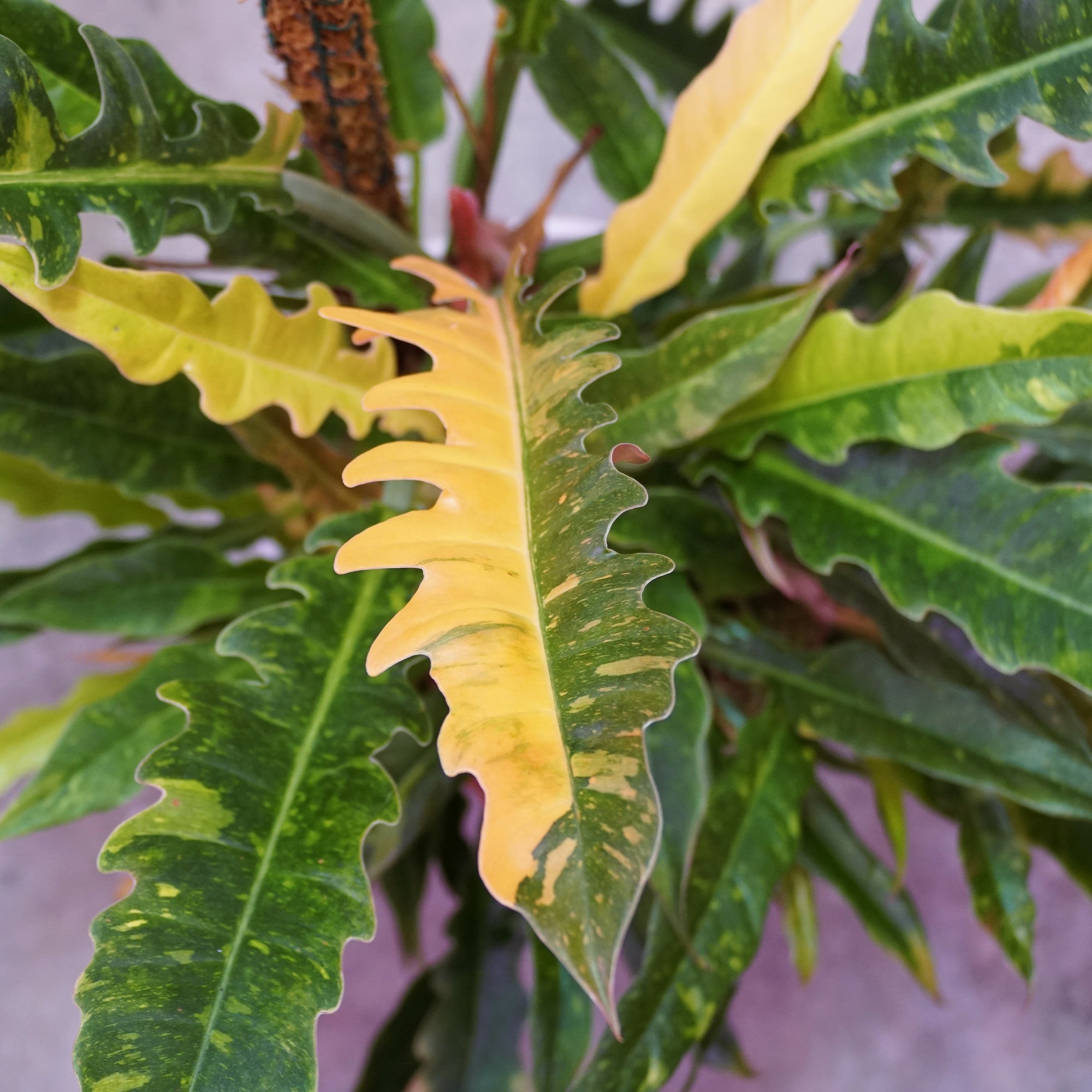 philodendron feuille jaune Philodendron Ring of Fire en pot, lumière douce
