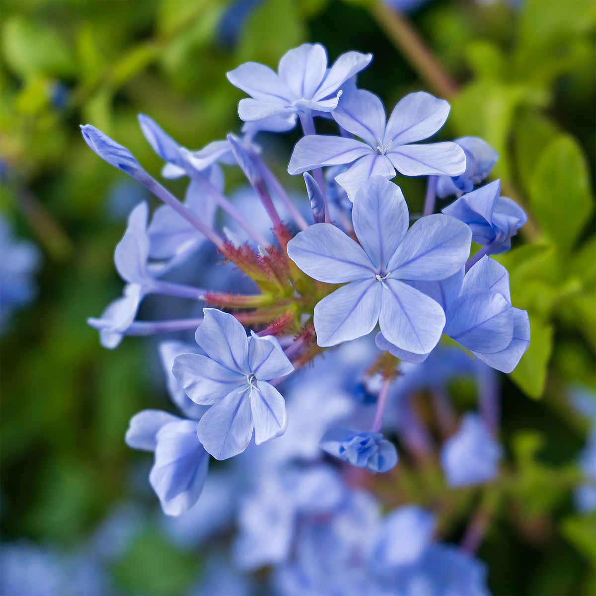 Plumbago Dark Blue - Plumbago auriculata Dark Blue - Willemse