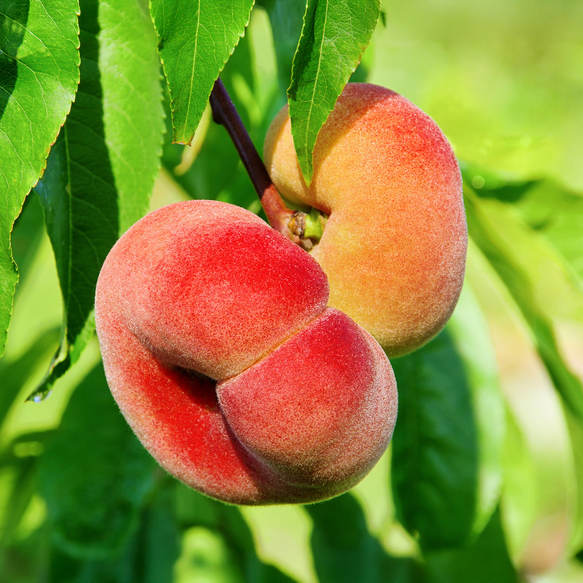 Pêcher Saturne - Prunus persica Saturne - Willemse