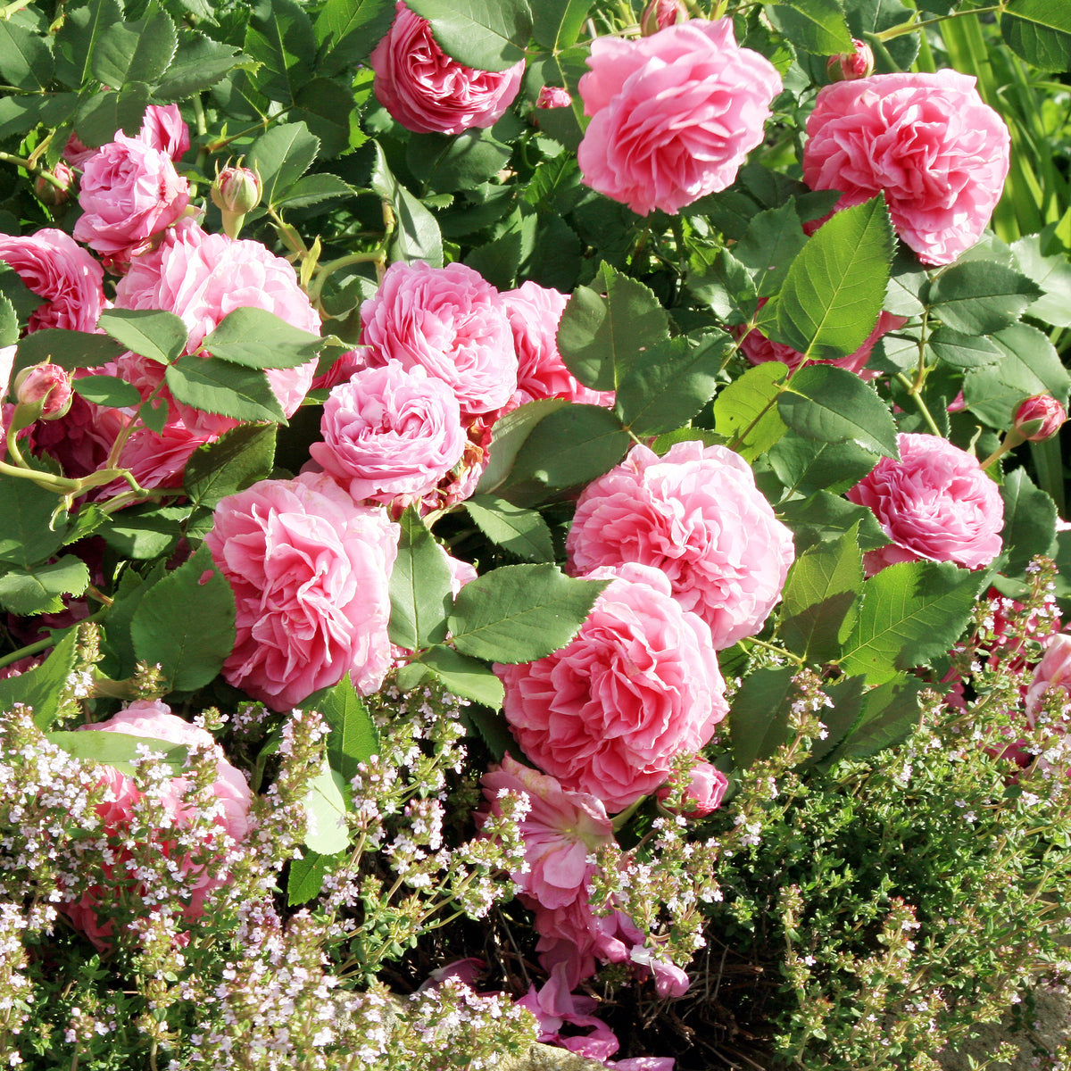 Rosier Bourbon Louise Odier - Rosa Louise Odier - Willemse