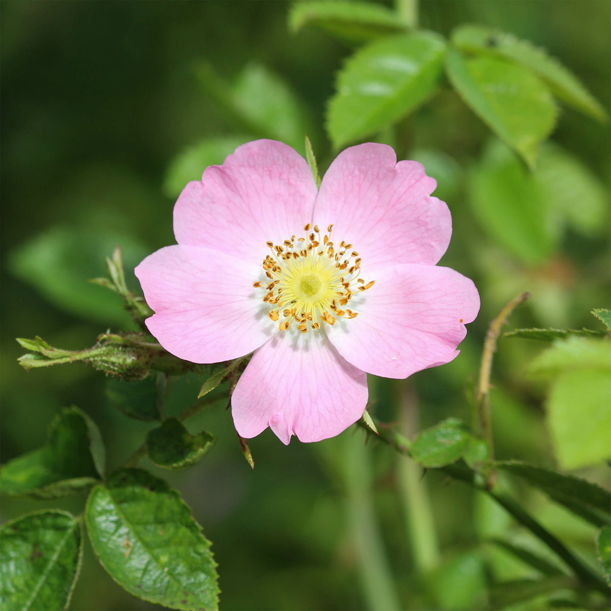 Eglantier odorant - Rosa rubiginosa - Willemse