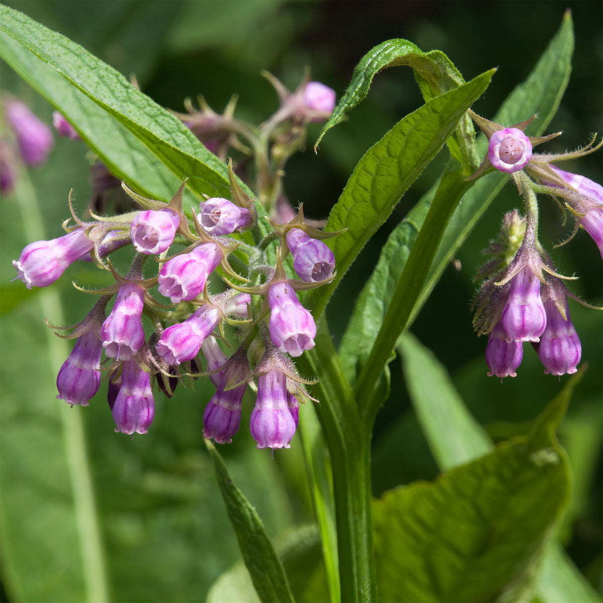 Consoude officinale - Symphytum officinale - Willemse