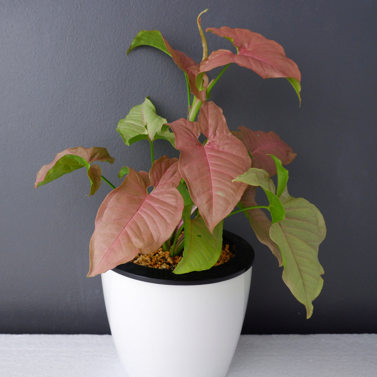 Syngonium Neon - Syngonium Neon - Willemse