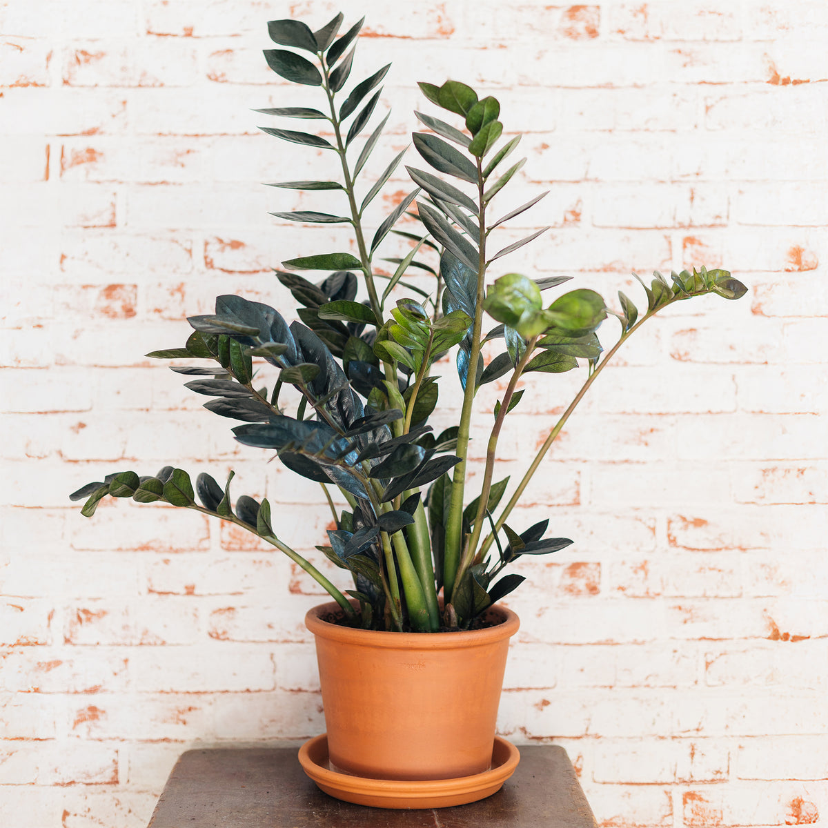 Zamioculcas Raven - Zamioculcas zamiifolia Raven - Willemse