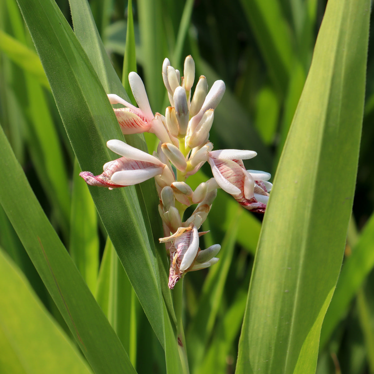 Grand galanga - Alpinia galanga - Willemse