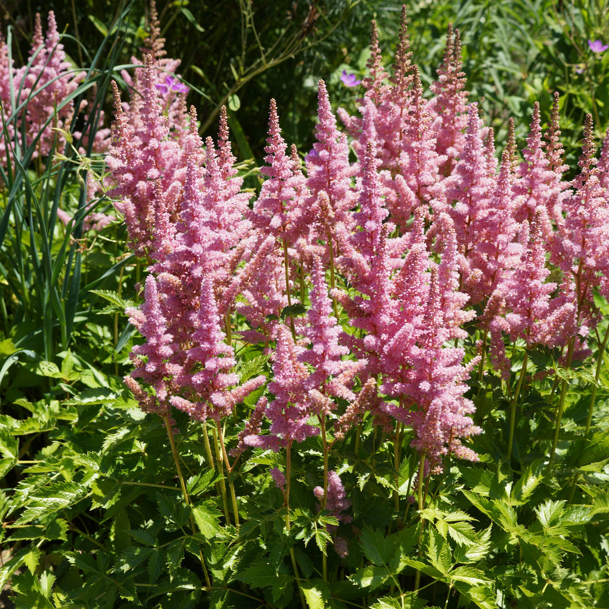 Astilbe Vision in Pink - Astilbe Little Vision in Pink ® - Willemse