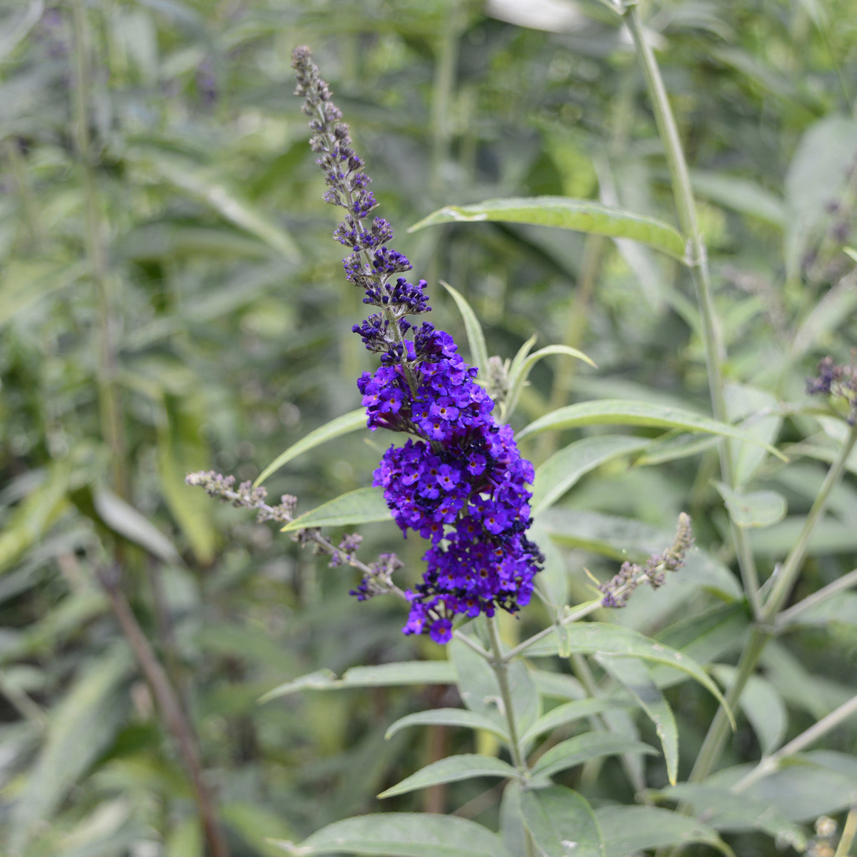 Arbre à papillons Black Knight - Buddleja davidii Black Knight - Willemse