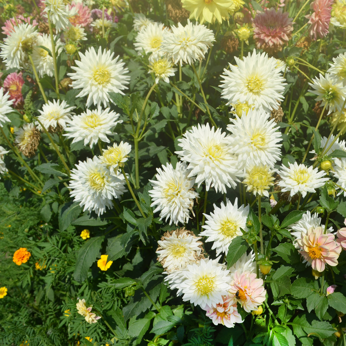 Dahlia cactus My Love - Dahlia My Love - Willemse