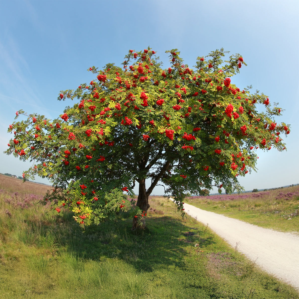 Sorbier des oiseleurs - Sorbus aucuparia - Willemse
