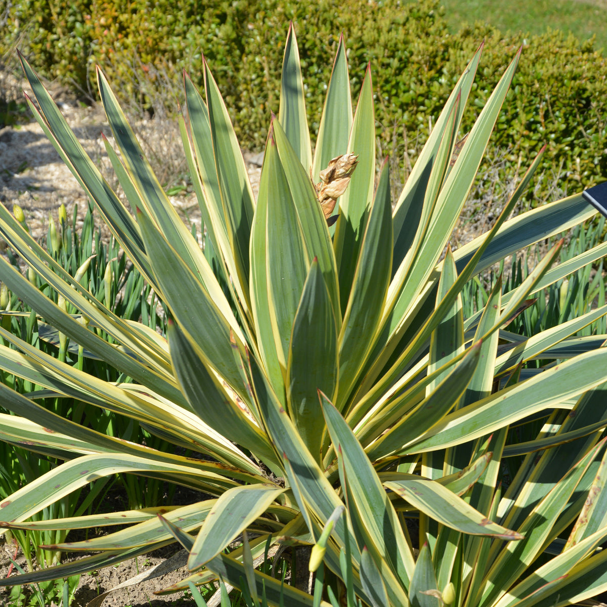Yucca gloriosa Citrus twist® - Yucca gloriosa Citrus Twist ® - Willemse
