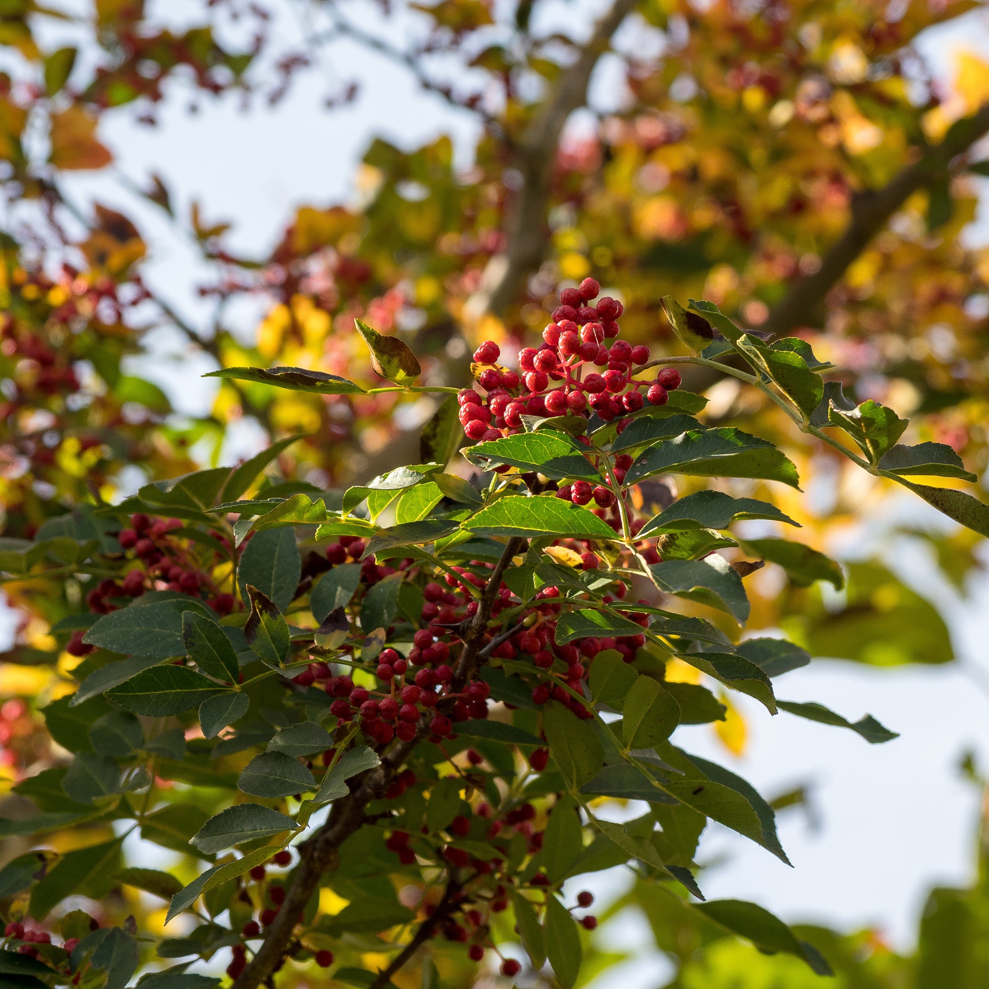 Graines de Poivrier du Sichuan (Zanthoxylum simulans