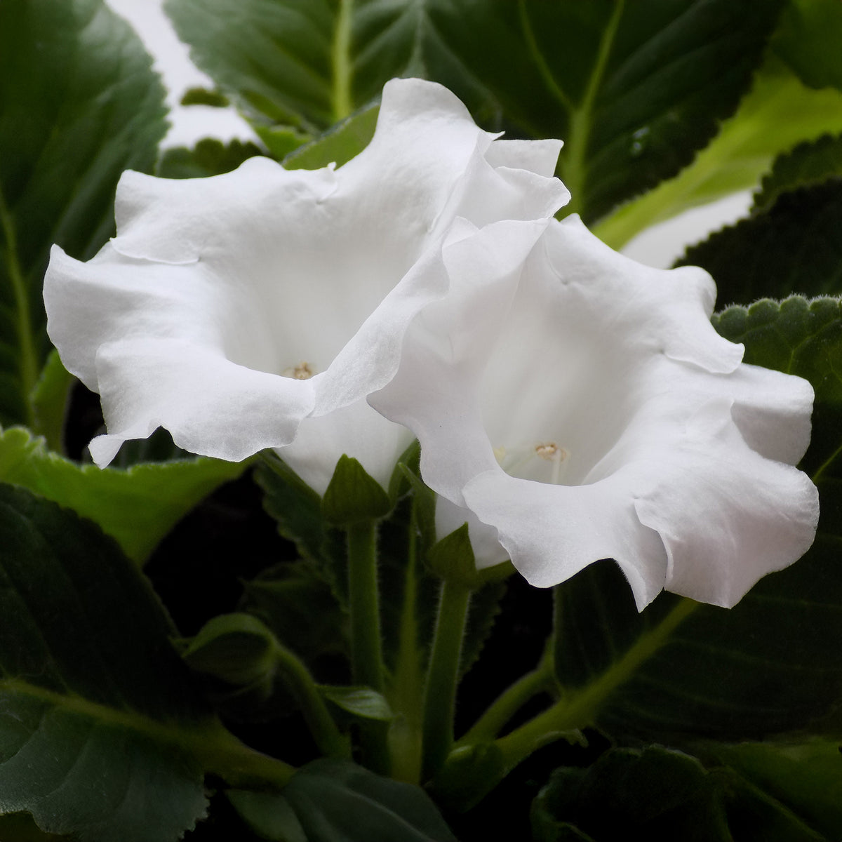 Gloxinia Mont Blanc - Gloxinia speciosa Mont Blanc - Willemse