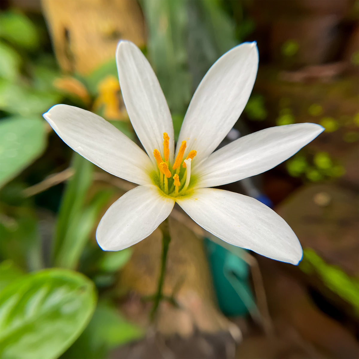 Lis zéphyr - Zephyranthes candida - Willemse