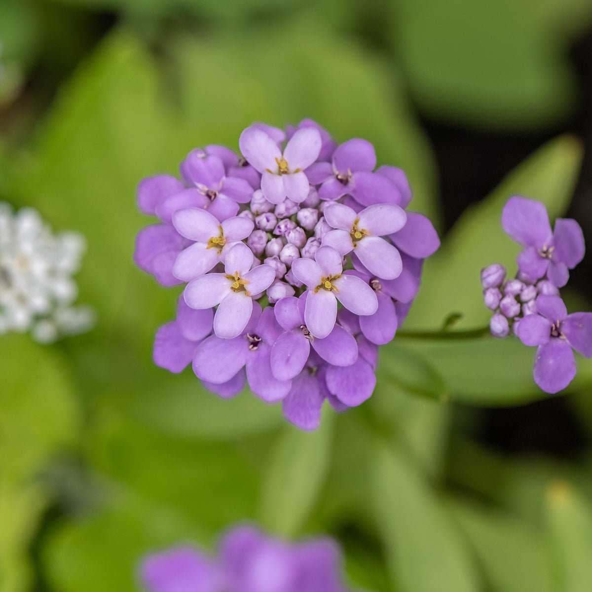Corbeille d'argent Absolutely Amethyst - Iberis - Iberis sempervirens Absolutely Amethyst - Willemse