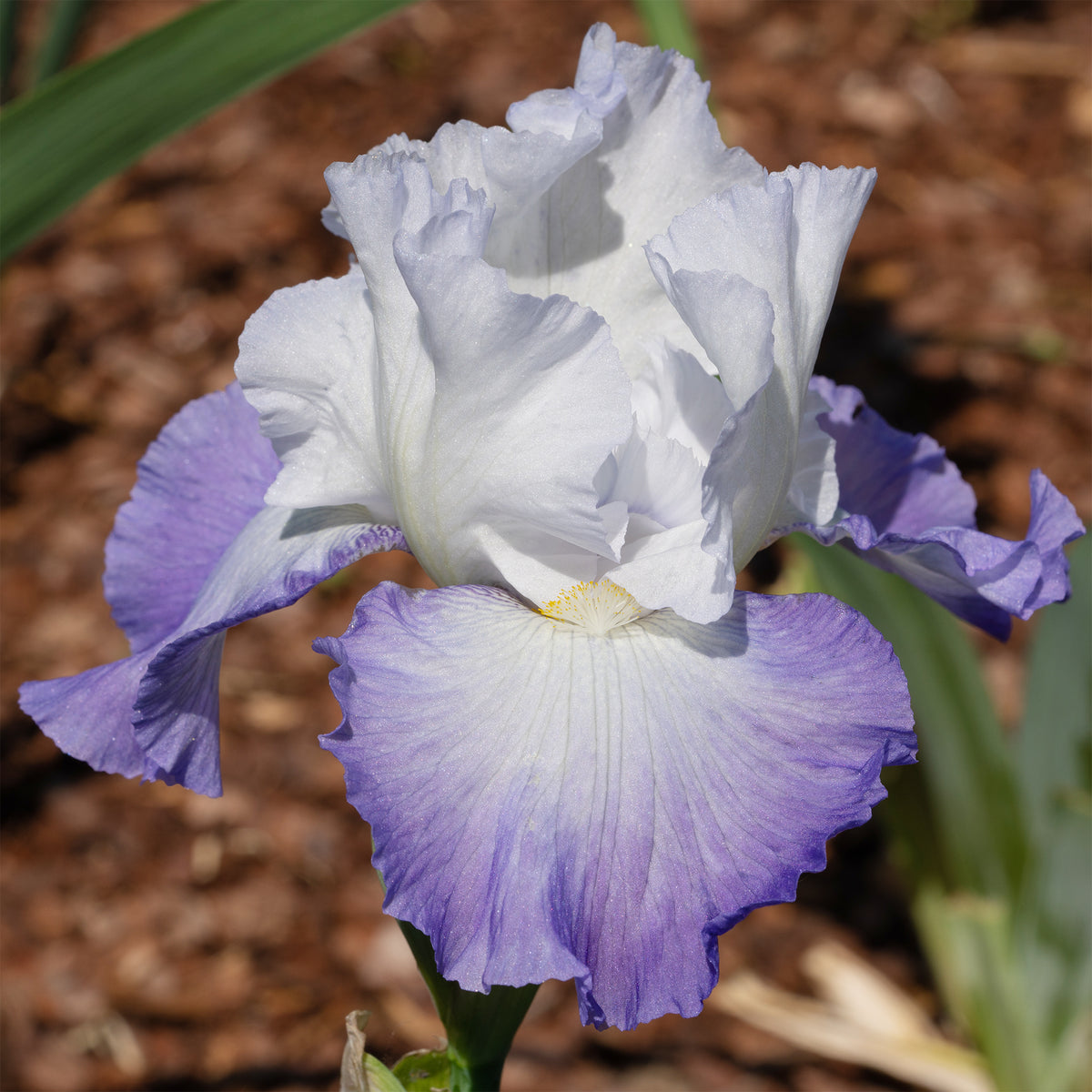 Iris de jardin Alizés - Iris germanica Alizés - Willemse