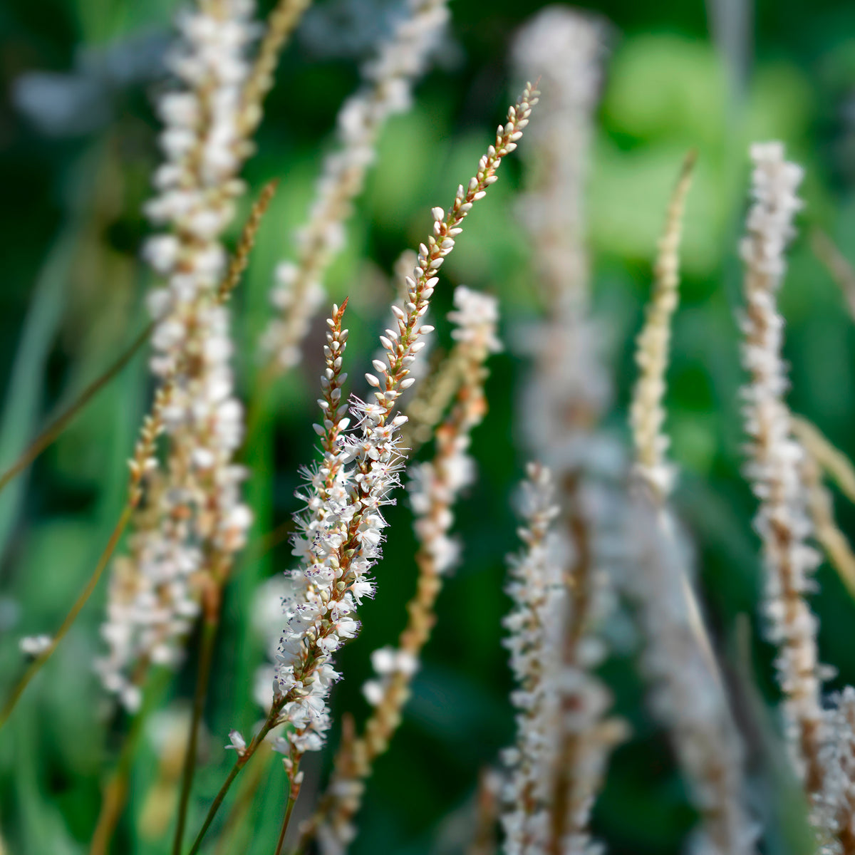 Renouée blanche - Persicaire - Persicaria amplexicaulis Alba - Willemse