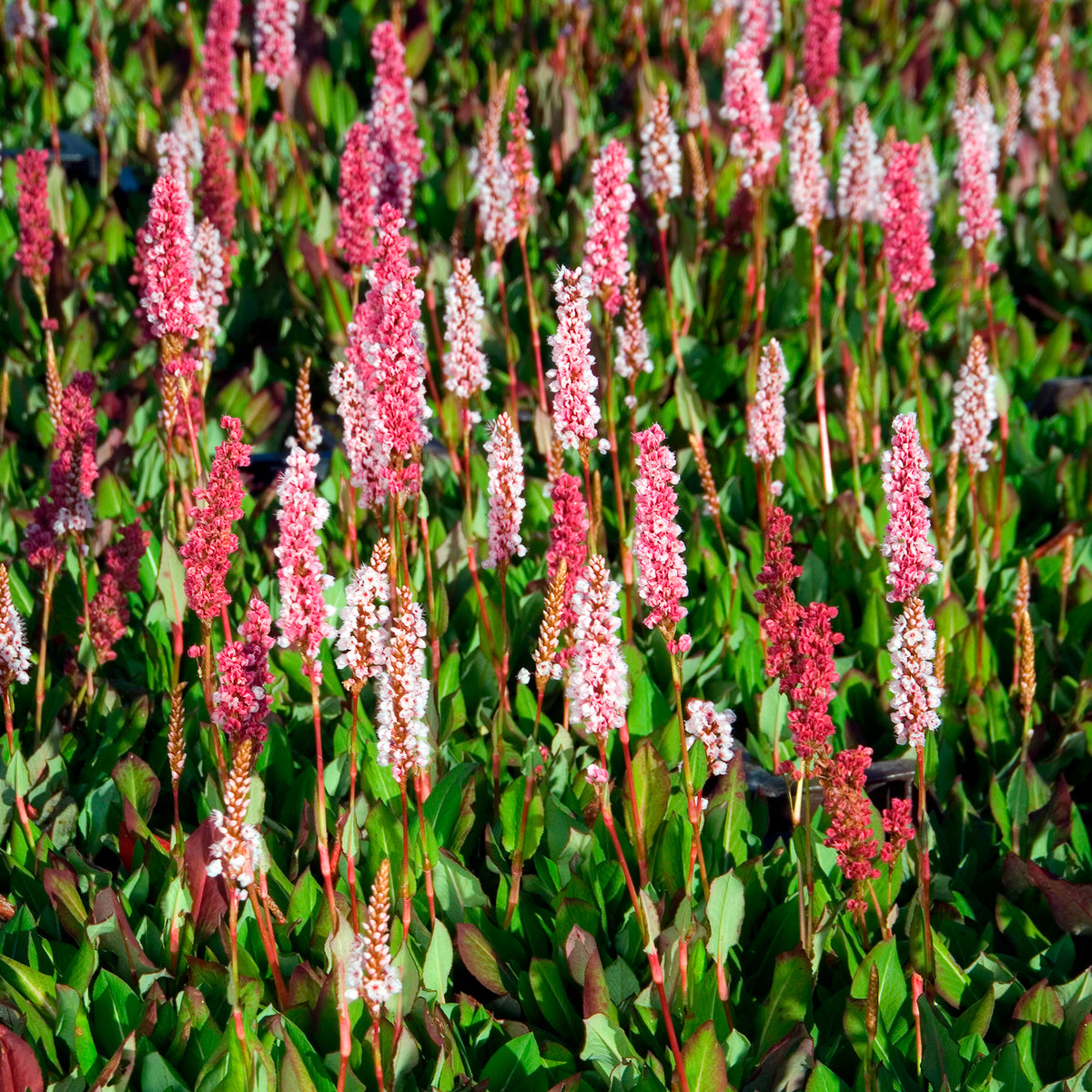Renouée naine Kabouter - Persicaire - Persicaria affinis Kabouter - Willemse
