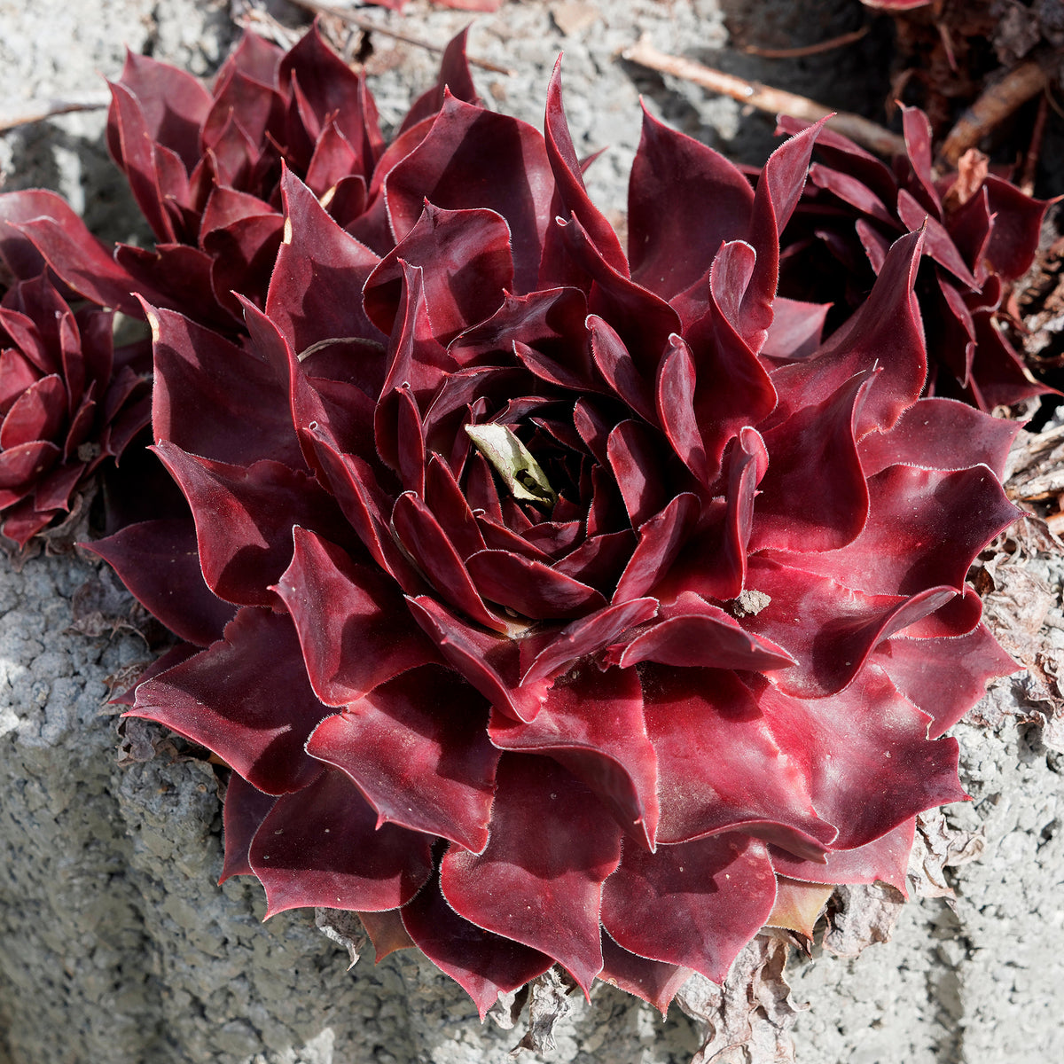Joubarbe Chick Charms® Chocolate Kiss - Sempervivum - Sempervivum Chick Charms® Chocolate Kiss - Willemse