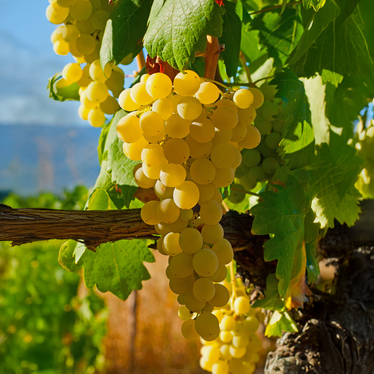 Vigne fraise Noah - Vitis vinifera Noah - Willemse