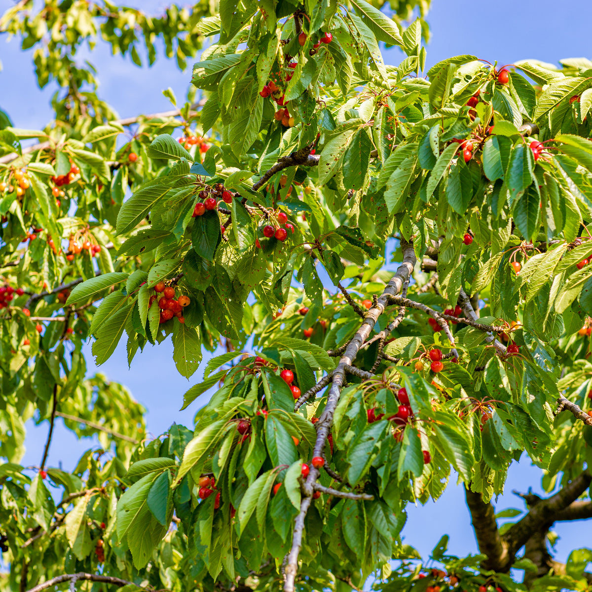 Cerisier Bigarreau de Büttner - Prunus avium Büttners Rote Knorpelkirsche - Willemse