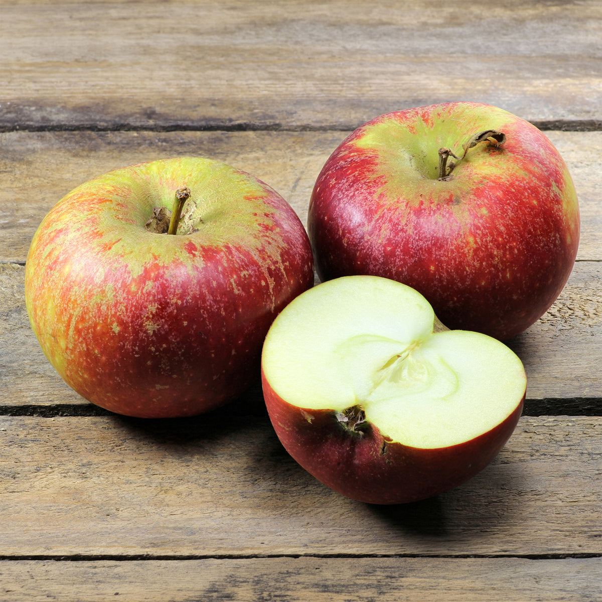 Pommier Ingrid Marie - Malus domestica Ingrid Marie - Willemse