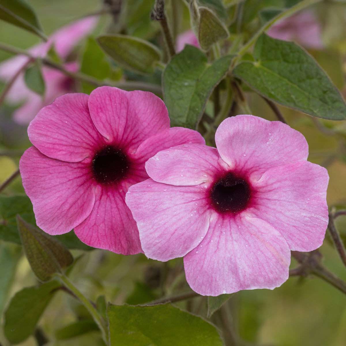 Suzanne aux yeux noirs rose - Thunbergia alata Sunny Susy® Rose Sensation - Willemse