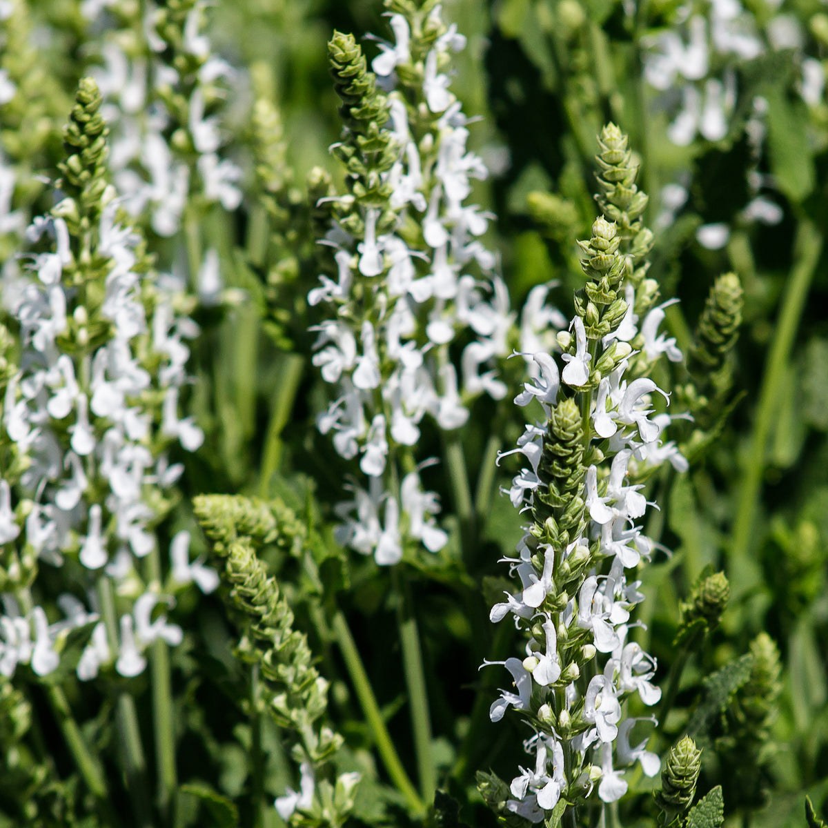 Vivaces Blanches et Roses