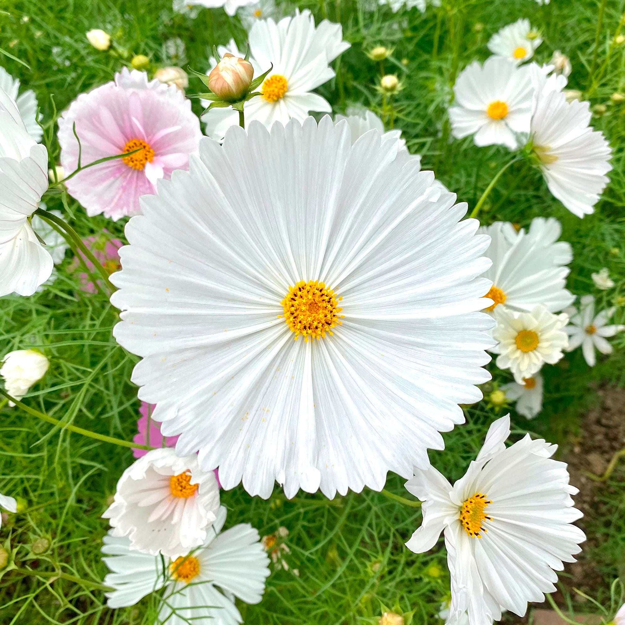 Cosmos Cupcakes White Floraison Blanche Facile Willemse cosmos-cupcakes-white-floraison-blanche-facile-willemse