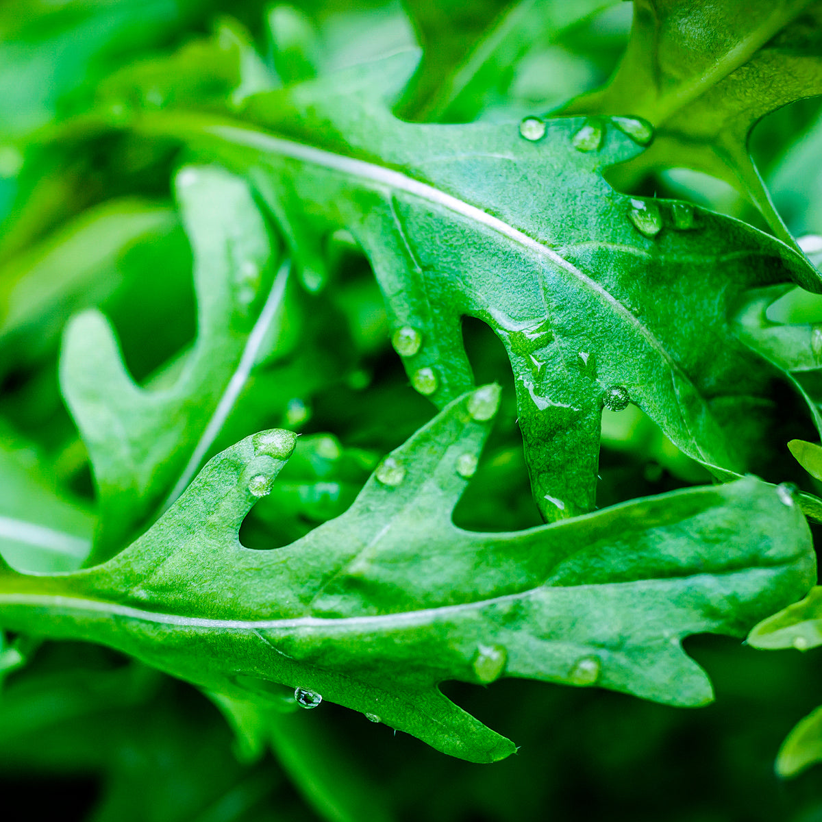 Roquette Wildfire (Wasabi) - Diplotaxis tenuifolia Wildfire - Willemse