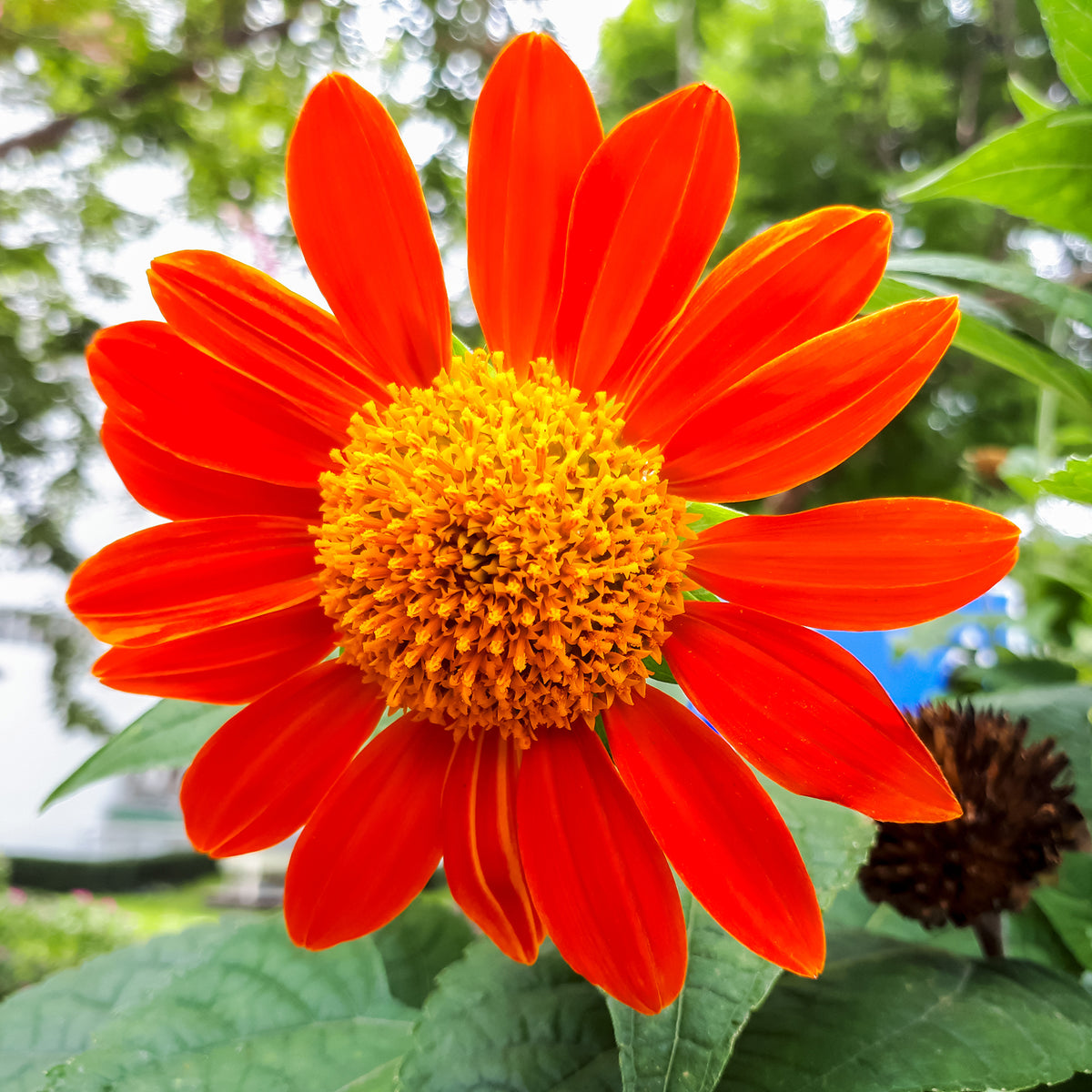 Tournesol du Mexique Torch - Tithonia rotundifolia Torch - Willemse
