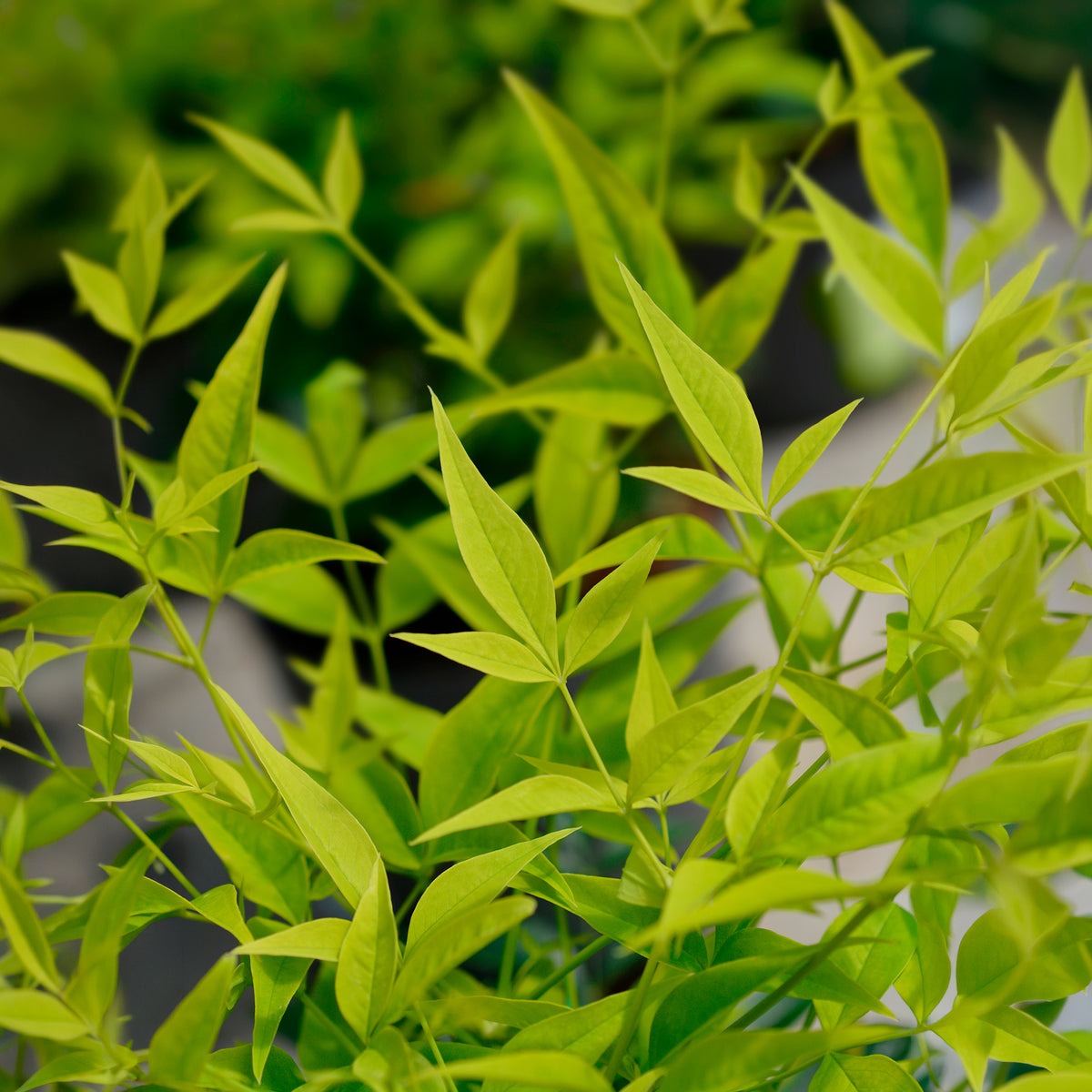 Bambou sacré Magical Lemon Lime - Nandina domestica Magical Lemon Lime Tc - Willemse