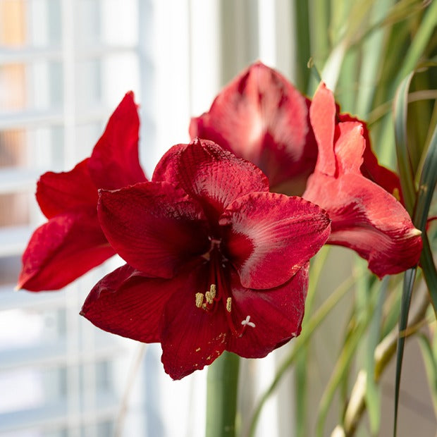 Amaryllis rouge - Amaryllis red lion - Plantes