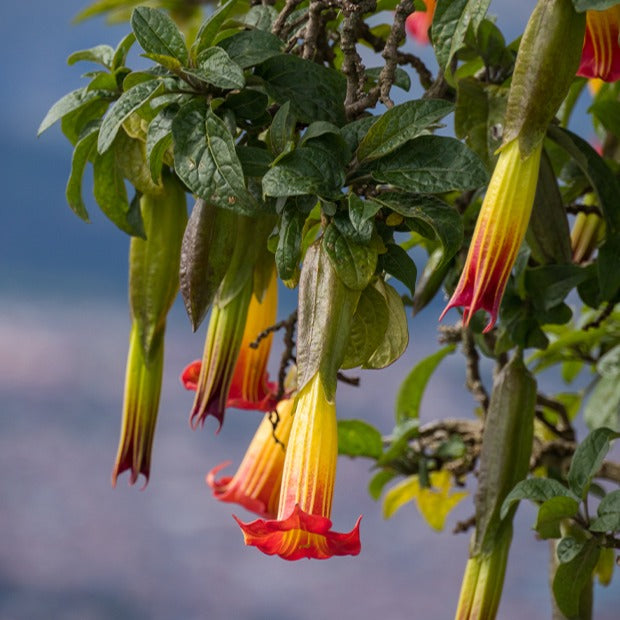 Brugmansia rouge et or - Brugmansia