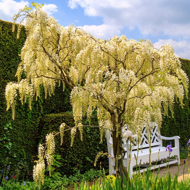 Glycine soyeuse blanche