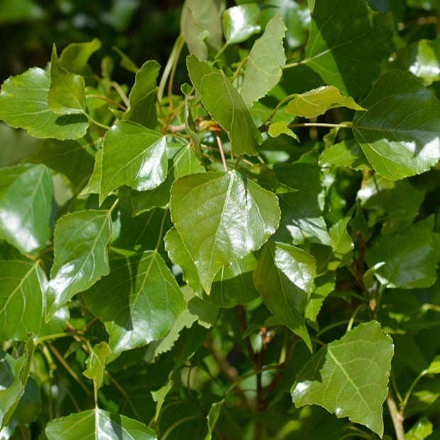 Peuplier noir d'Italie - Populus nigra italica - Arbres
