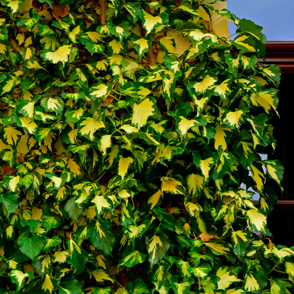 Lierre commun Goldheart - Hedera helix Goldheart - Willemse