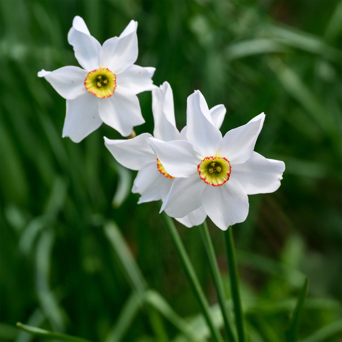 10 Narcisses Recurvus - Narcissus poeticus Recurvus - Willemse