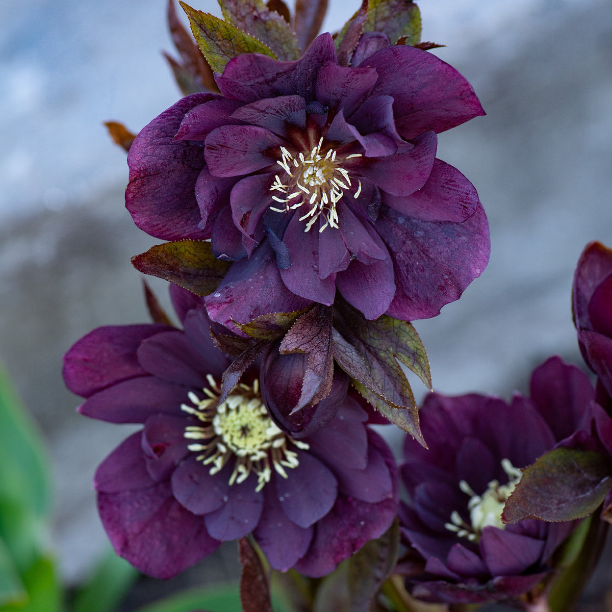 2 Hellébores doubles violettes Ellen - Helleborus orientalis Double Ellen Purple - Willemse