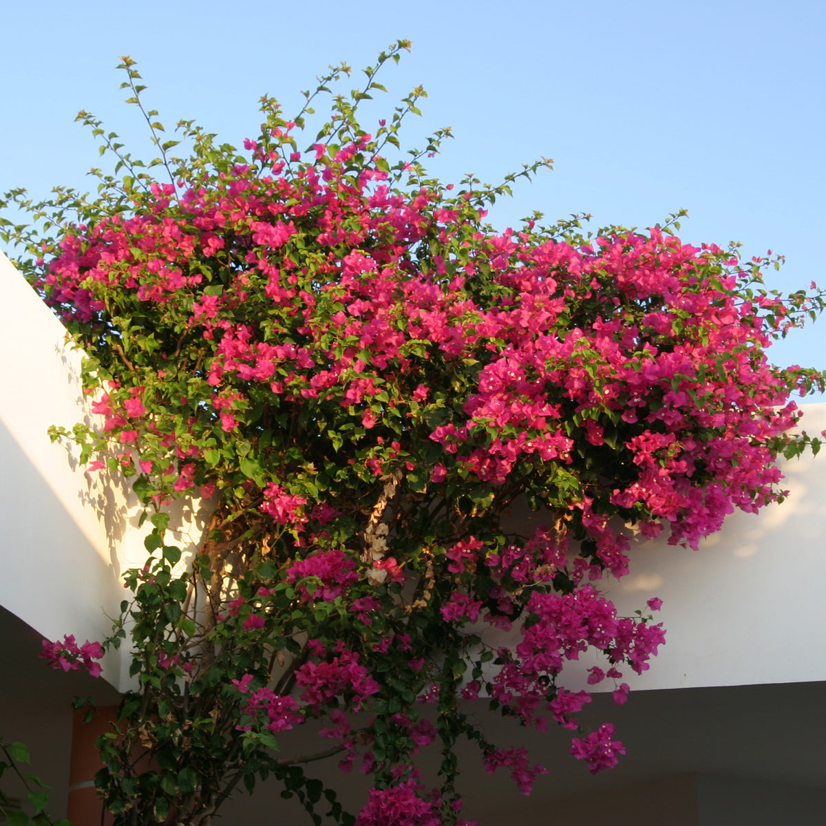 Bougainvillier Rose - Bougainvillea pink - Willemse